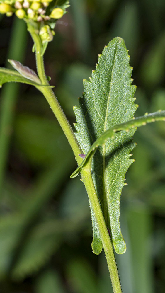 Rorippa amphibia / Crescione anfibio